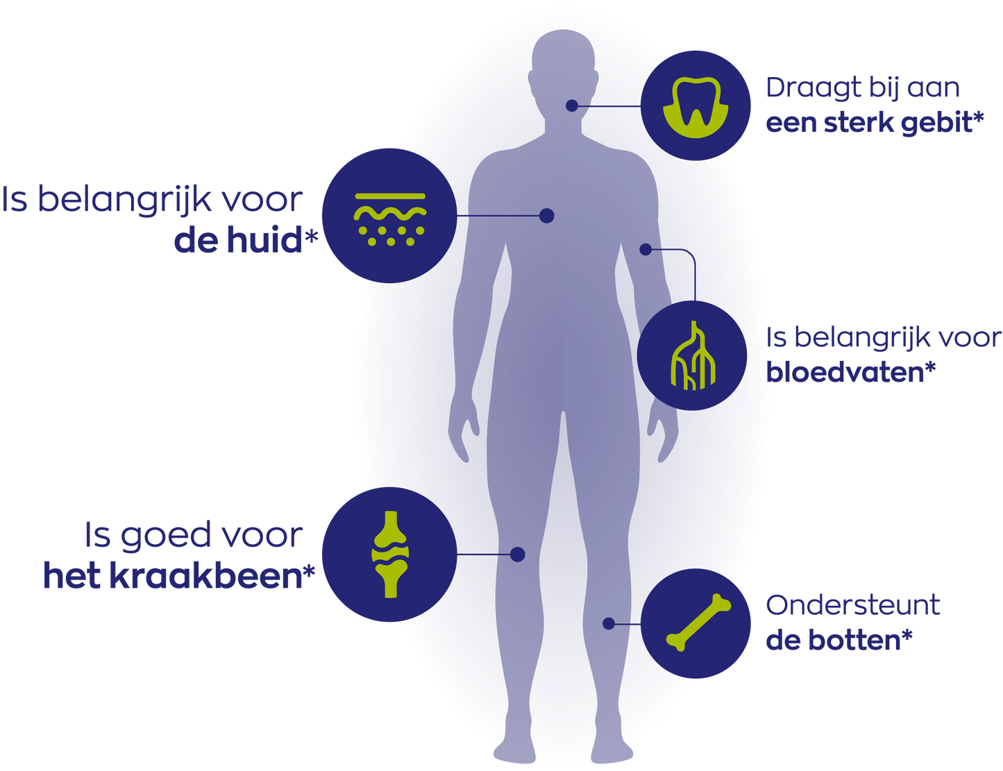 Vitakruid SilSolutions Aardbei 500 ml, ingrediëntenlijst van de siliciumformule met aardbeiensmaak. Puur Diana Shop Nuenen